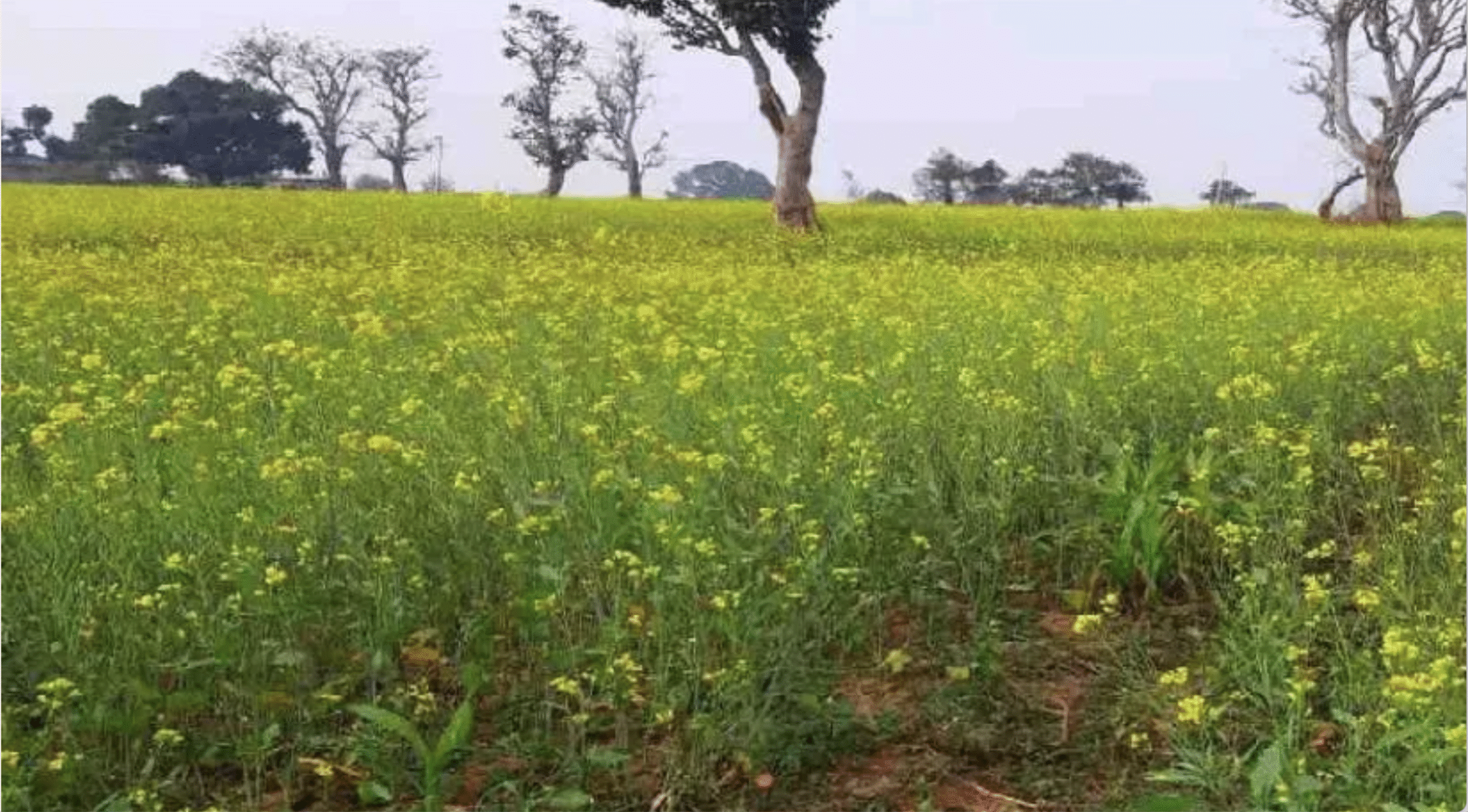 मध्य प्रदेश और छत्तीसगढ़ के किसान गेहूं–चना–सरसों की बुवाई शुरू करें, IMD की कृषि एडवाइजरी