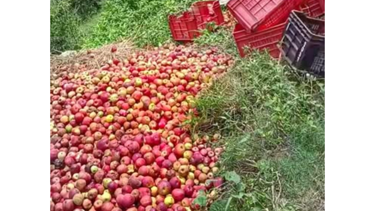 हिमाचल में खराब मौसम के कारण रास्ते बंद, सेब उत्पादक किसान तैयार सेब फेंकने को मजबूर