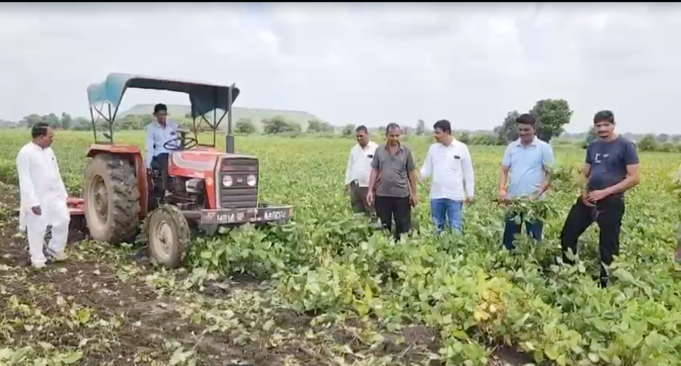 मध्य प्रदेश में सोयाबीन के बाद उड़द की किसान ने जोती फसल,  मंदसौर में  6 बीघा उड़द पर चलाया रोटावेटर