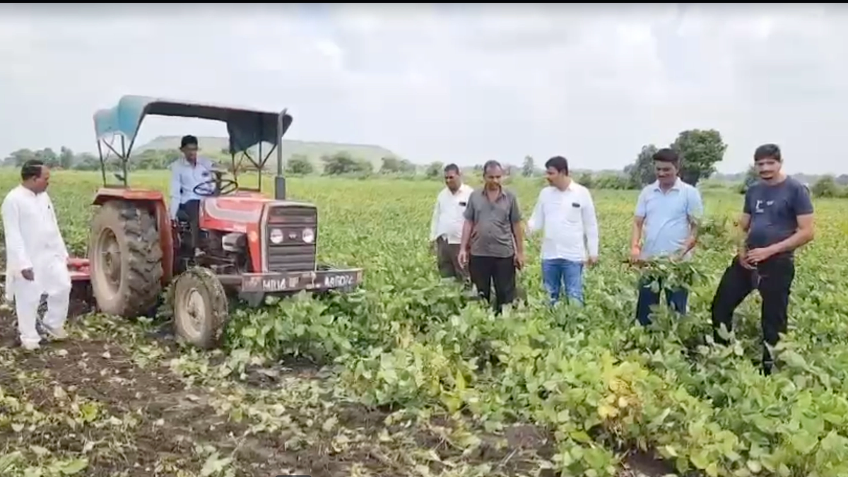 मध्य प्रदेश में सोयाबीन के बाद उड़द की किसान ने जोती फसल, मंदसौर में 6 बीघा उड़द पर चलाया रोटावेटर
