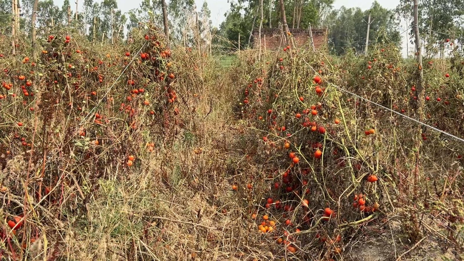 कौड़ियों के भाव टमाटर बेचने को क्यों मजबूर हुए किसान?