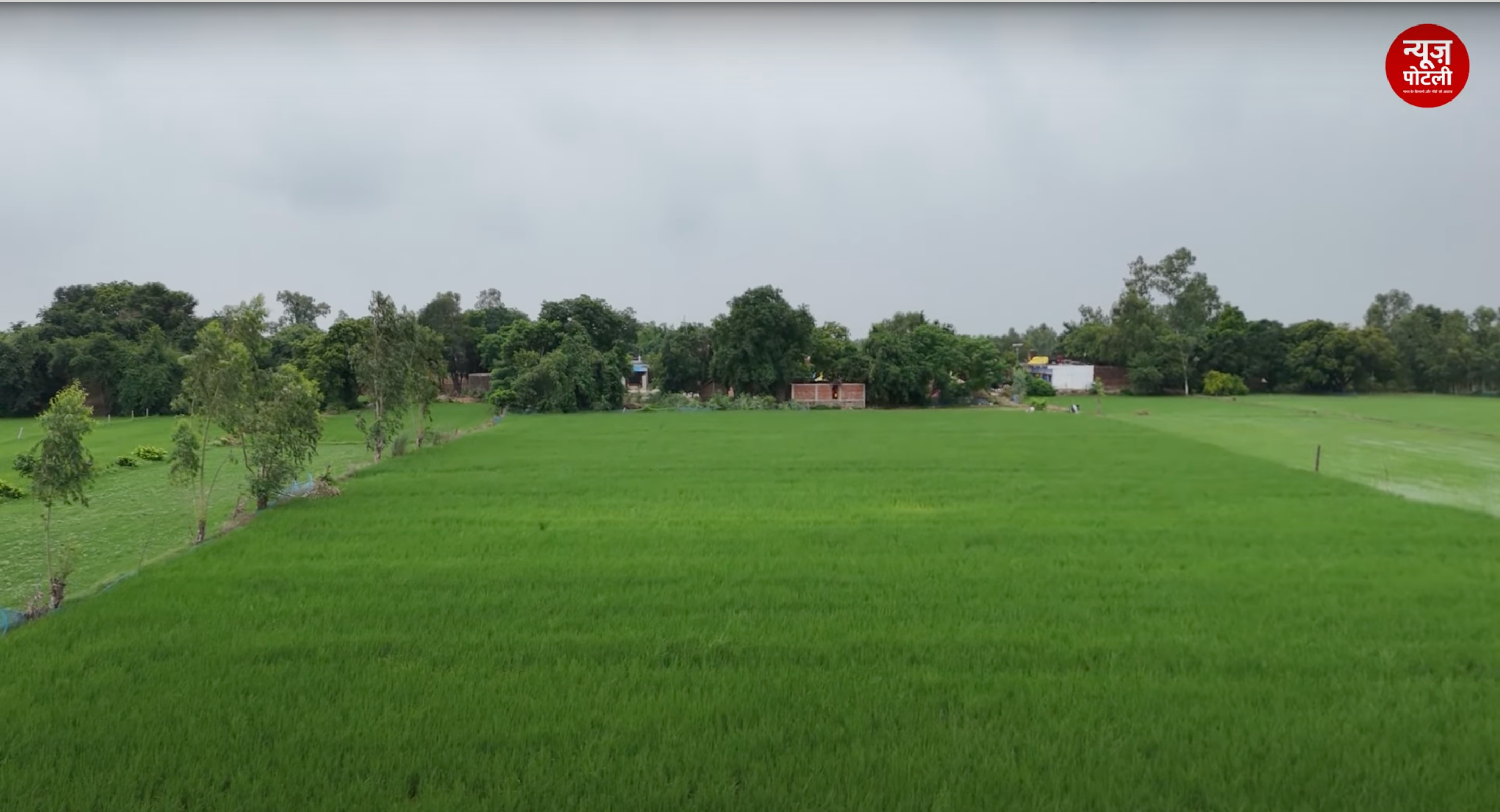 खरीफ धान की बुवाई 12 प्रतिशत बढ़कर 365 लाख हेक्टेयर हुई, कपास और तिलहन का रकबा घटा