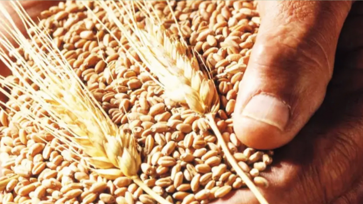 बिहार सरकार की बड़ी पहल, बीज उत्पादन करने वाले किसानों को मिलेगा 30% ज्यादा फायदा