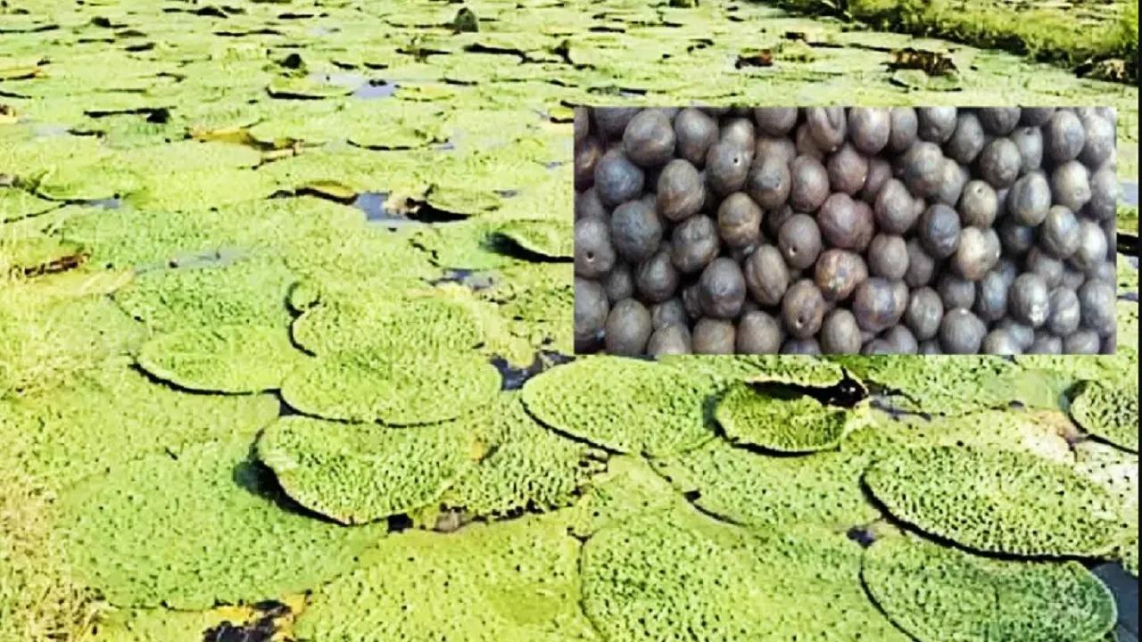 यूपी में मखाना की खेती का विस्तार, योगी सरकार दे रही है ₹40 हजार की सब्सिडी
