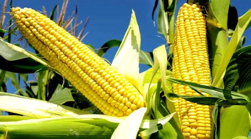 Ethanol के कारण बढ़ रही है मक्के की मांग, किसान अच्छी गुणवत्ता वाले बीज के साथ इन बातों पर ध्यान दें तो बढ़ेगा उत्पादन
