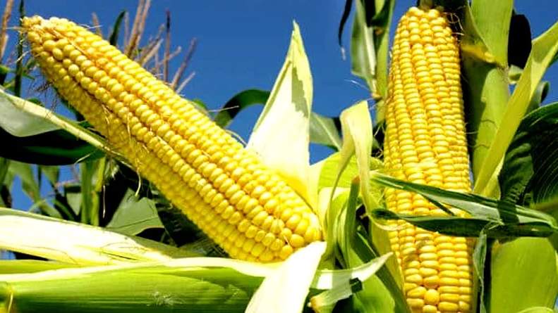Ethanol के कारण बढ़ रही है मक्के की मांग, किसान अच्छी गुणवत्ता वाले बीज के साथ इन बातों पर ध्यान दें तो बढ़ेगा उत्पादन