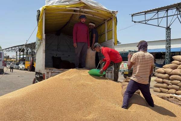 wheat, wheat farming