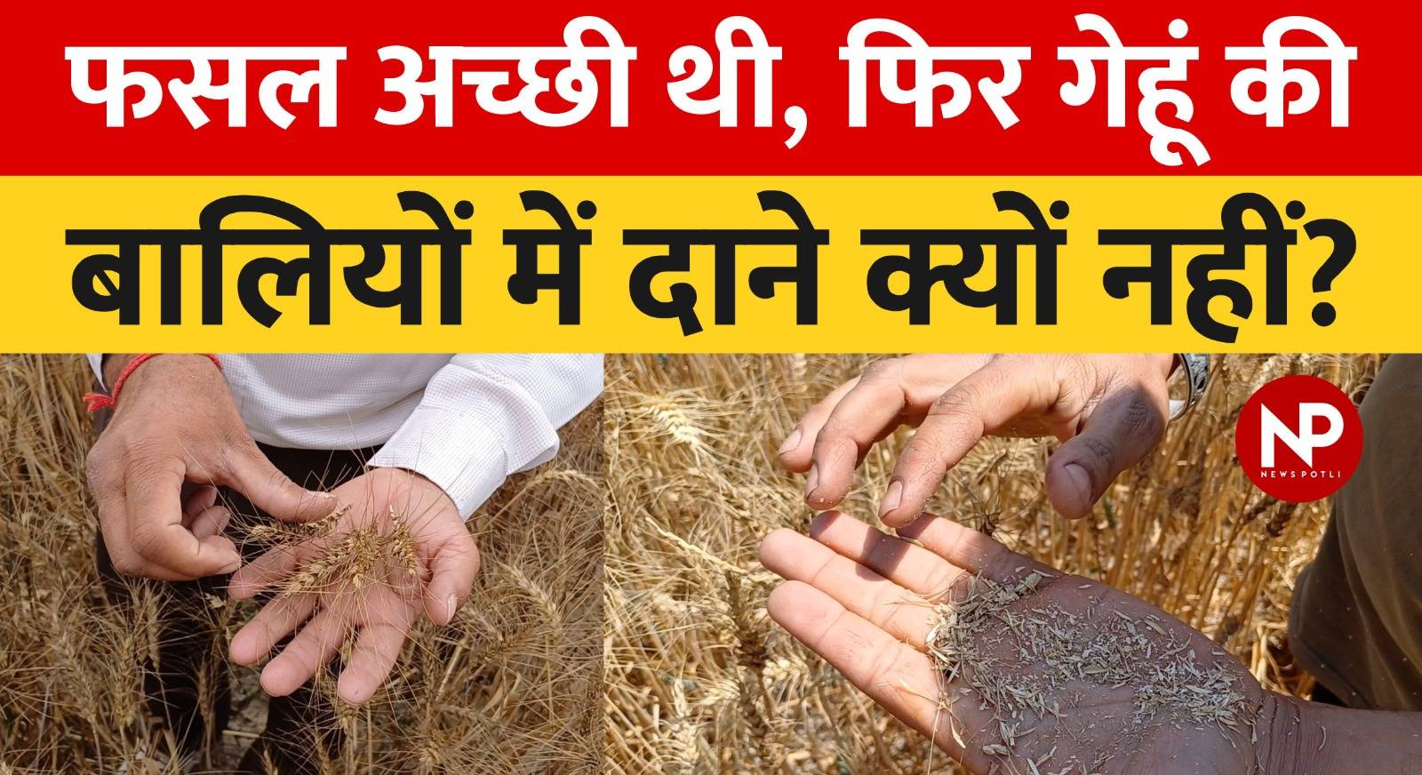हरियाणा: गेहूं की बालियों में क्यों नहीं बने दाने?, जानिए क्या बोले किसान और एक्सपर्ट