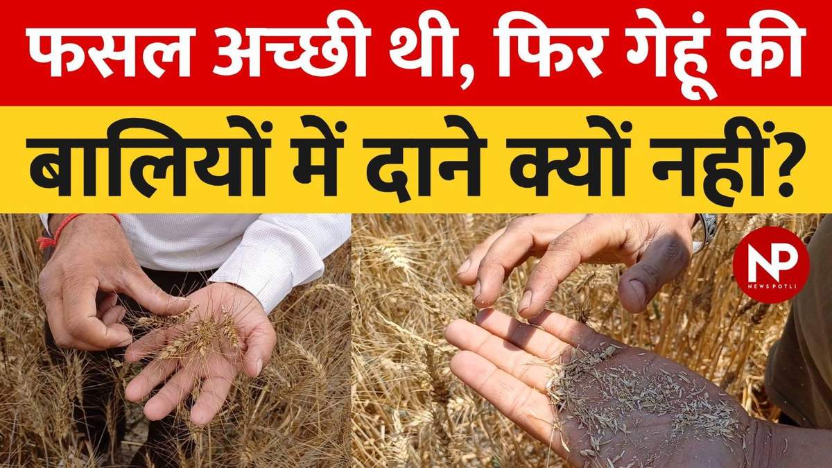 हरियाणा: गेहूं की बालियों में क्यों नहीं बने दाने?, जानिए क्या बोले किसान और एक्सपर्ट