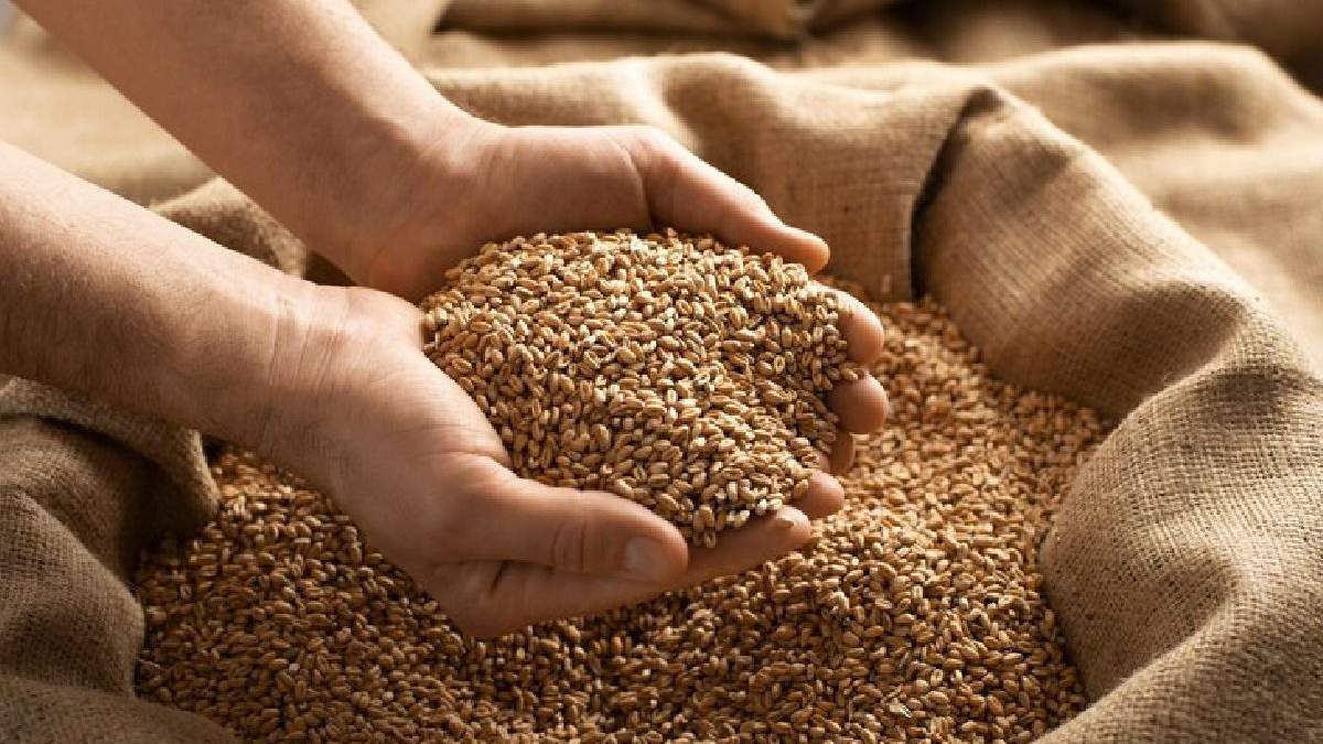 गेहूं की जमाखोरी रोकने और खाद्य सुरक्षा के लिए सरकार ने मार्च 2026 तक बढ़ा दी स्टॉक सीमा, जानिए कितनी है स्टॉक लिमिट?