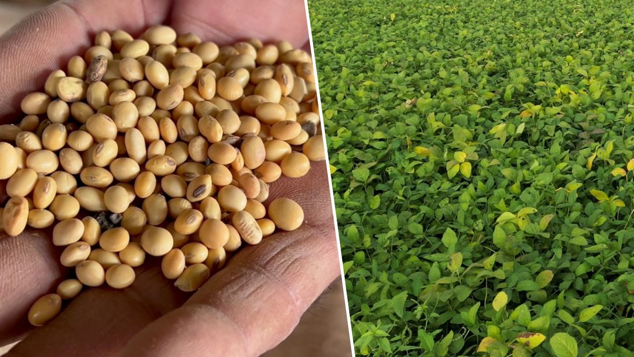 किसानों के लिए GOOD NEWS, MSP पर सोयाबीन की खरीद की डेडलाइन बढ़ी