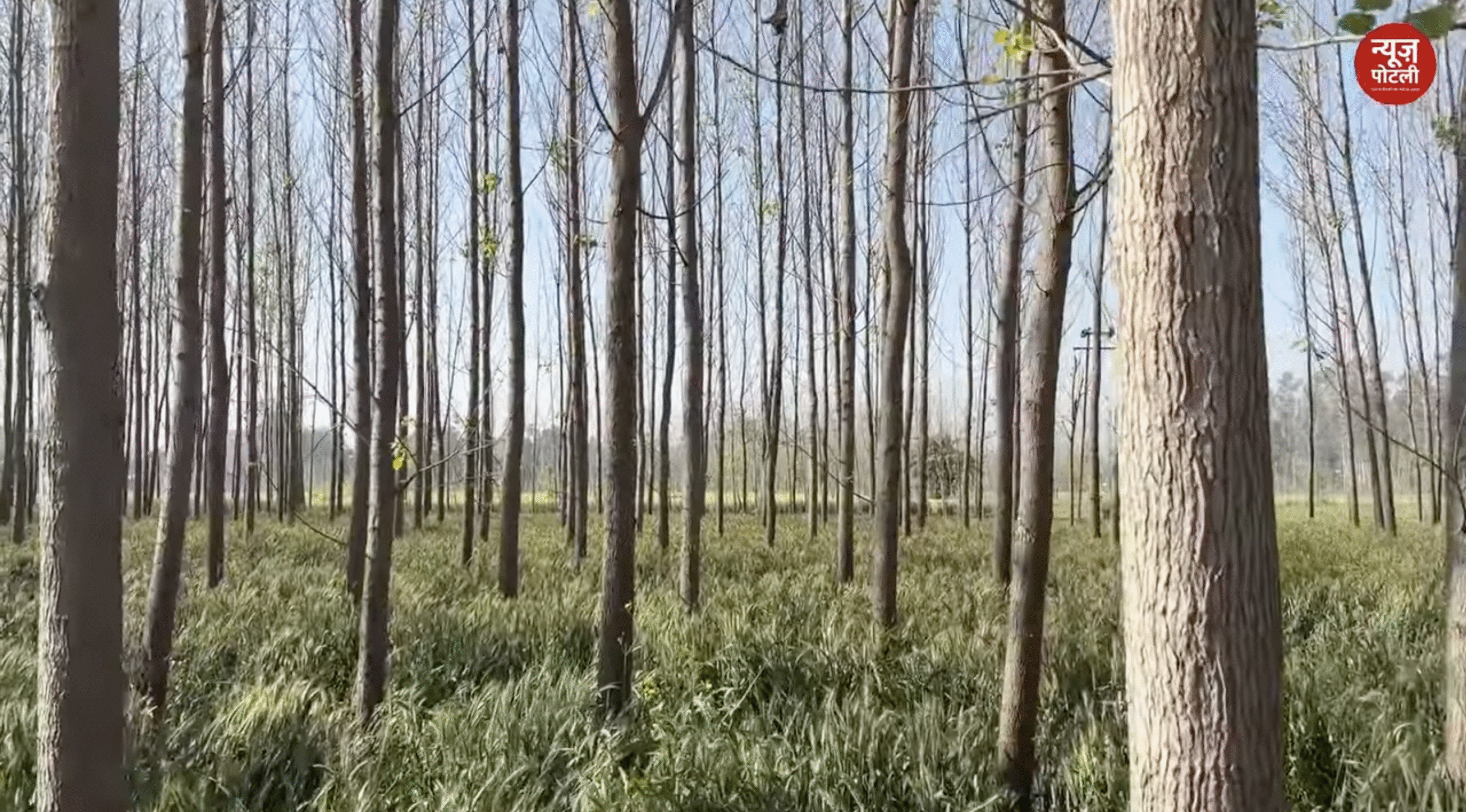 भारत में छोटे किसानों के लिए नई उम्मीद 'Agroforestry', मुनाफा और पर्यावरण दोनों का संतुलन