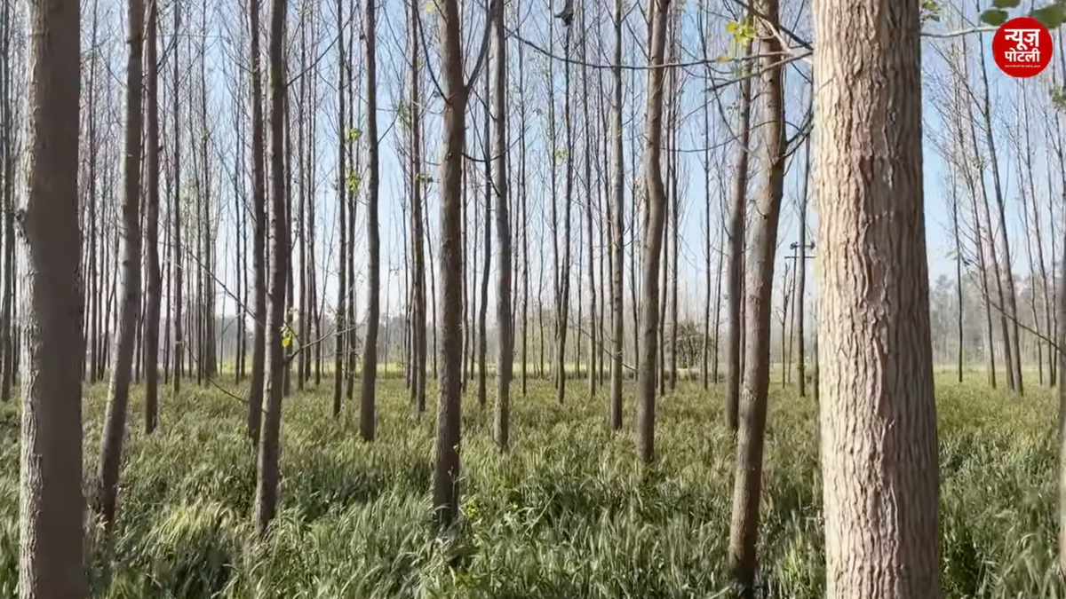 भारत में छोटे किसानों के लिए नई उम्मीद 'Agroforestry', मुनाफा और पर्यावरण दोनों का संतुलन