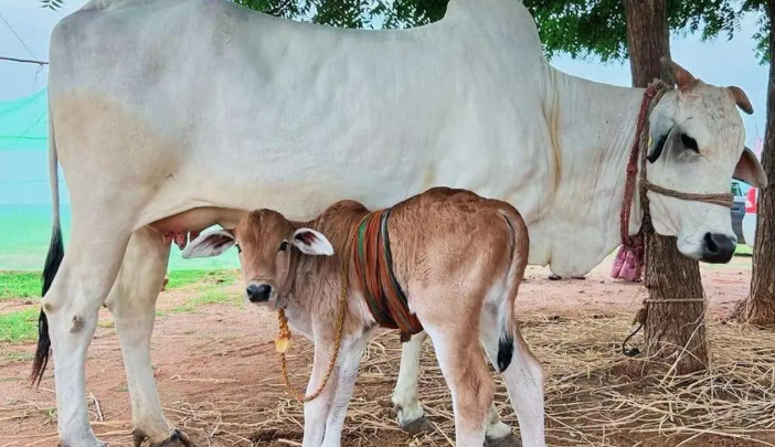 IVF तकनीक से तैयार हुआ बद्री गाय का बछड़ा, देशी नस्ल को बचाने की कोशिश