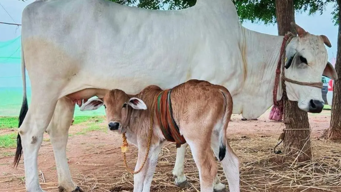 IVF तकनीक से तैयार हुआ बद्री गाय का बछड़ा, देशी नस्ल को बचाने की कोशिश