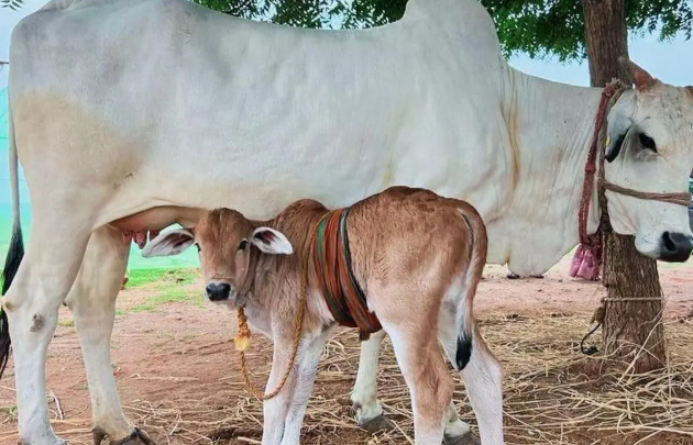 IVF तकनीक से तैयार हुआ बद्री गाय का बछड़ा, देशी नस्ल को बचाने की कोशिश