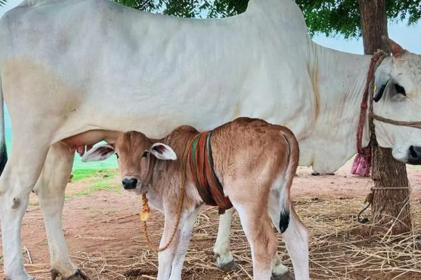 IVF तकनीक से तैयार हुआ बद्री गाय का बछड़ा, देशी नस्ल को बचाने की कोशिश