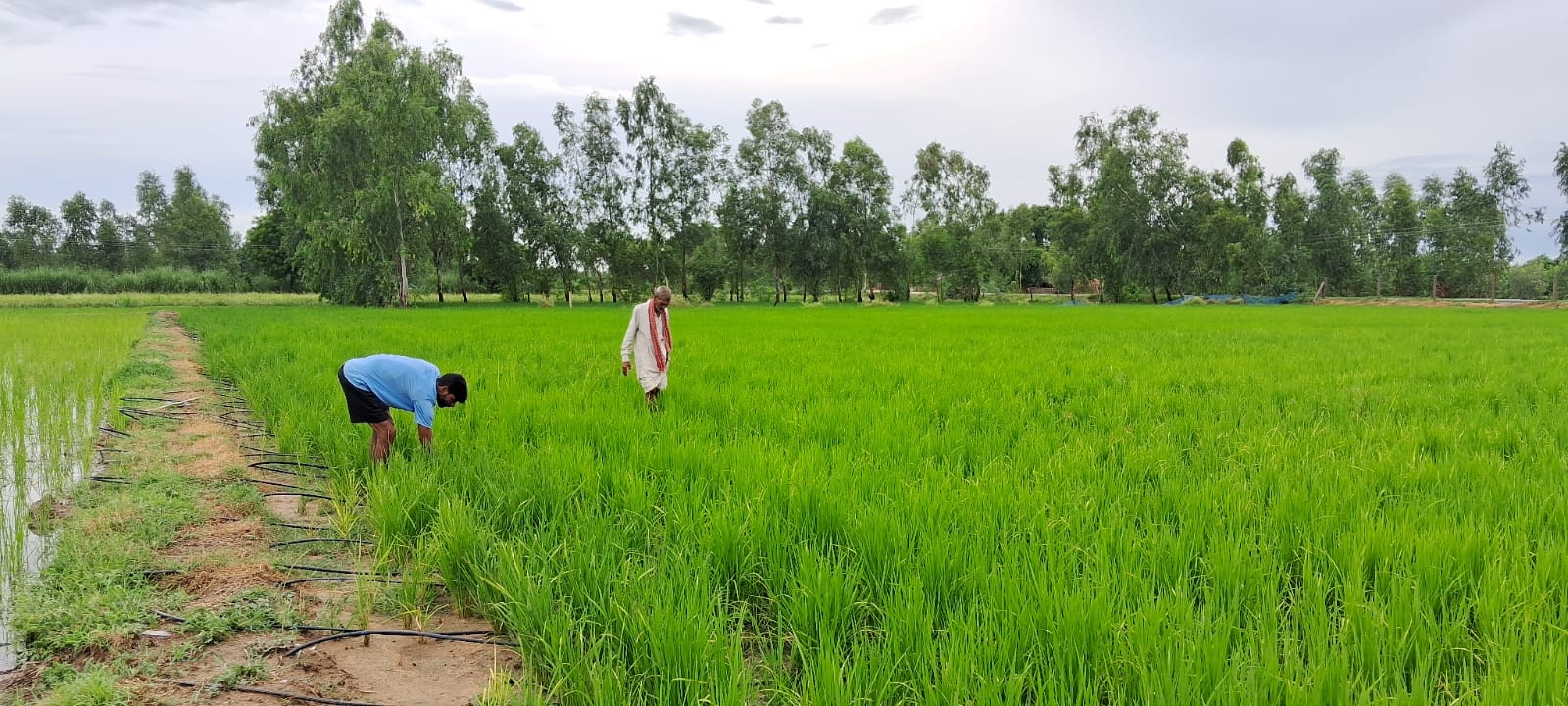 इस विधि से धान की खेती करने पर राज्य सरकार देगी 4000 रुपये प्रति एकड़ प्रोत्साहन राशि, 18 अगस्त तक पूरा करें रजिस्ट्रेशन