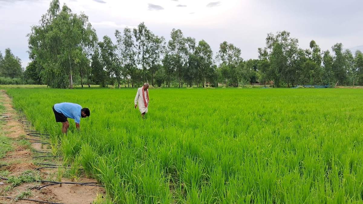 इस विधि से धान की खेती करने पर राज्य सरकार देगी 4000 रुपये प्रति एकड़ प्रोत्साहन राशि, 18 अगस्त तक पूरा करें रजिस्ट्रेशन