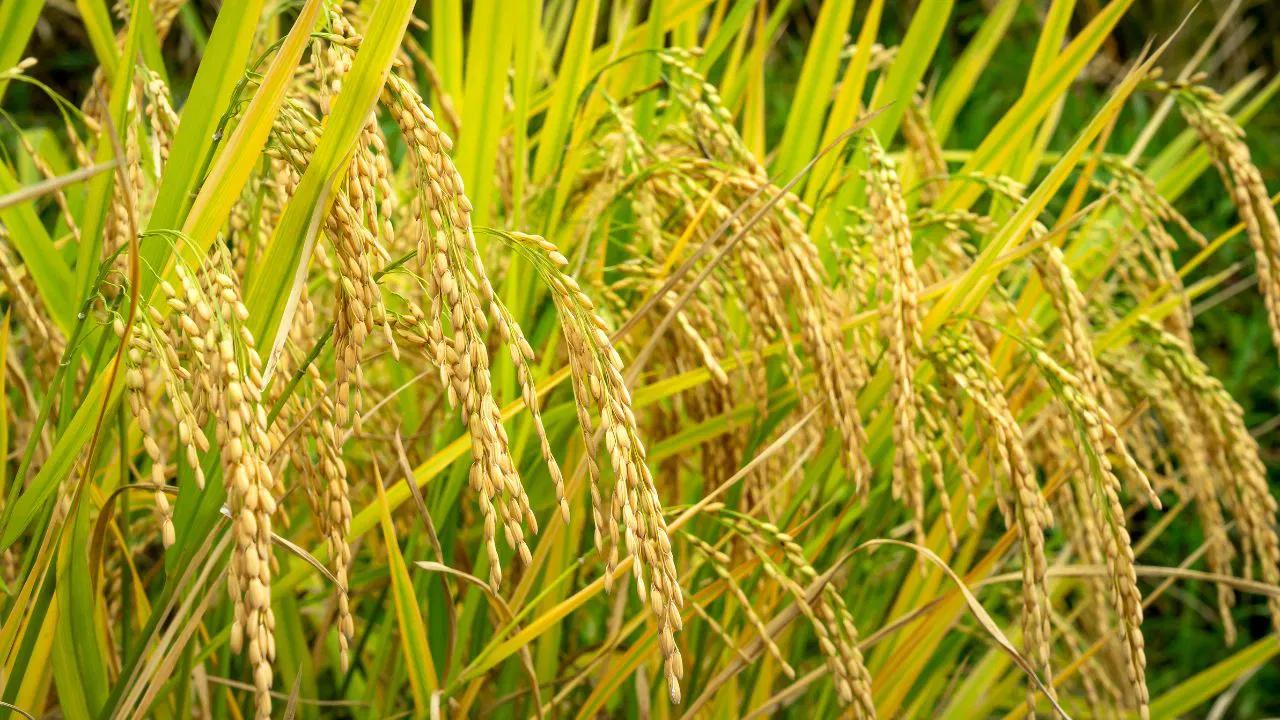 दुनिया की पहली दो Genome-edited चावल की किस्मों के बारे में जानिए