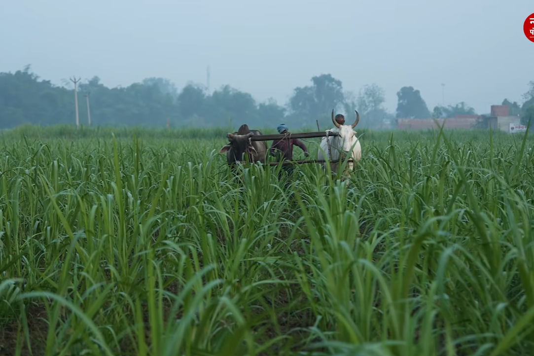 Kharif 2026: बुवाई में तेजी के बावजूद पिछले साल से कम रहा फसलों का रकबा