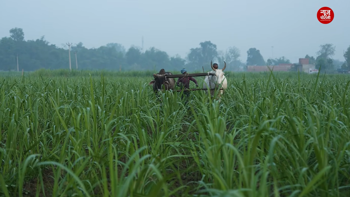 Kharif 2026: बुवाई में तेजी के बावजूद पिछले साल से कम रहा फसलों का रकबा
