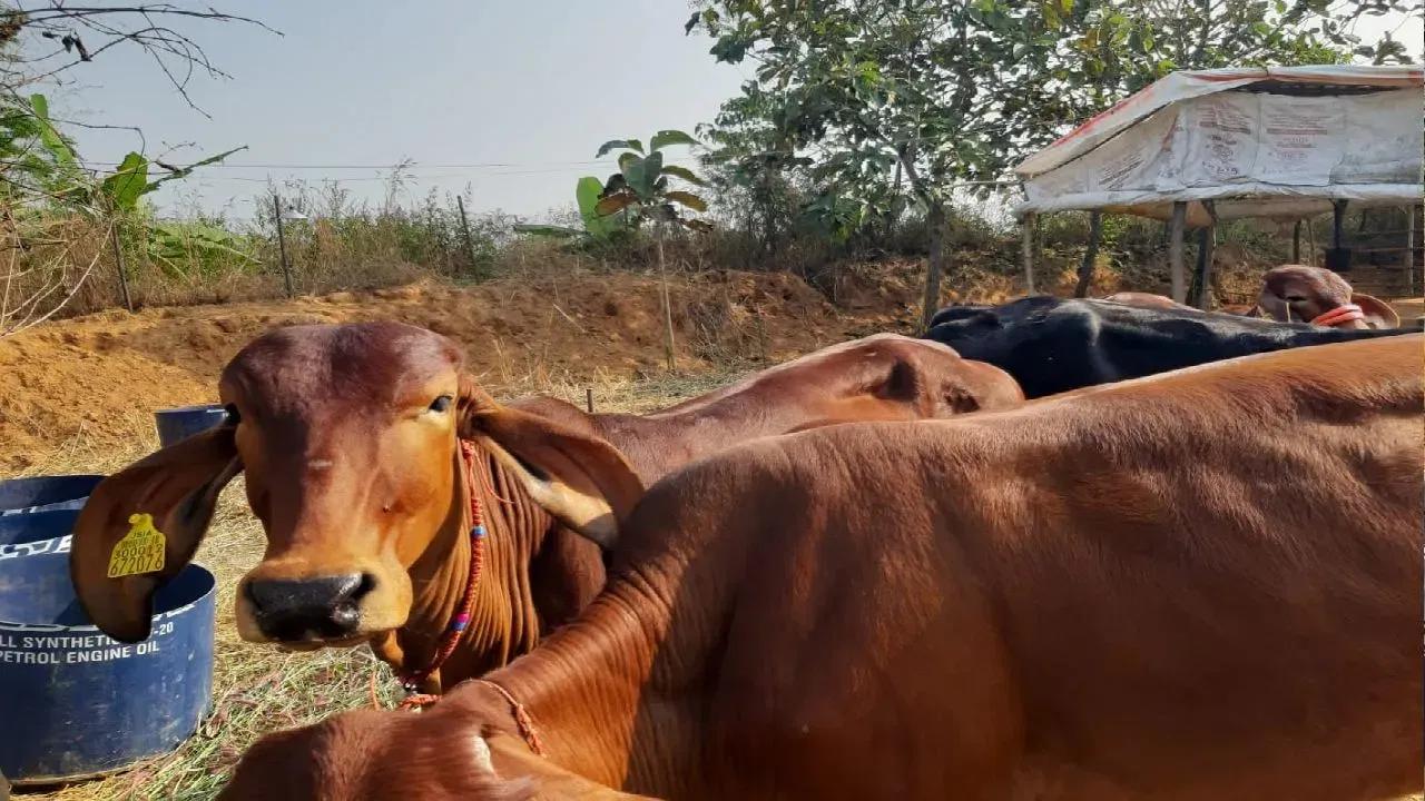 योगी सरकार Amrit Dhara Yojana के तहत 10 गाय पालने पर देगी ₹10 लाख की मदद