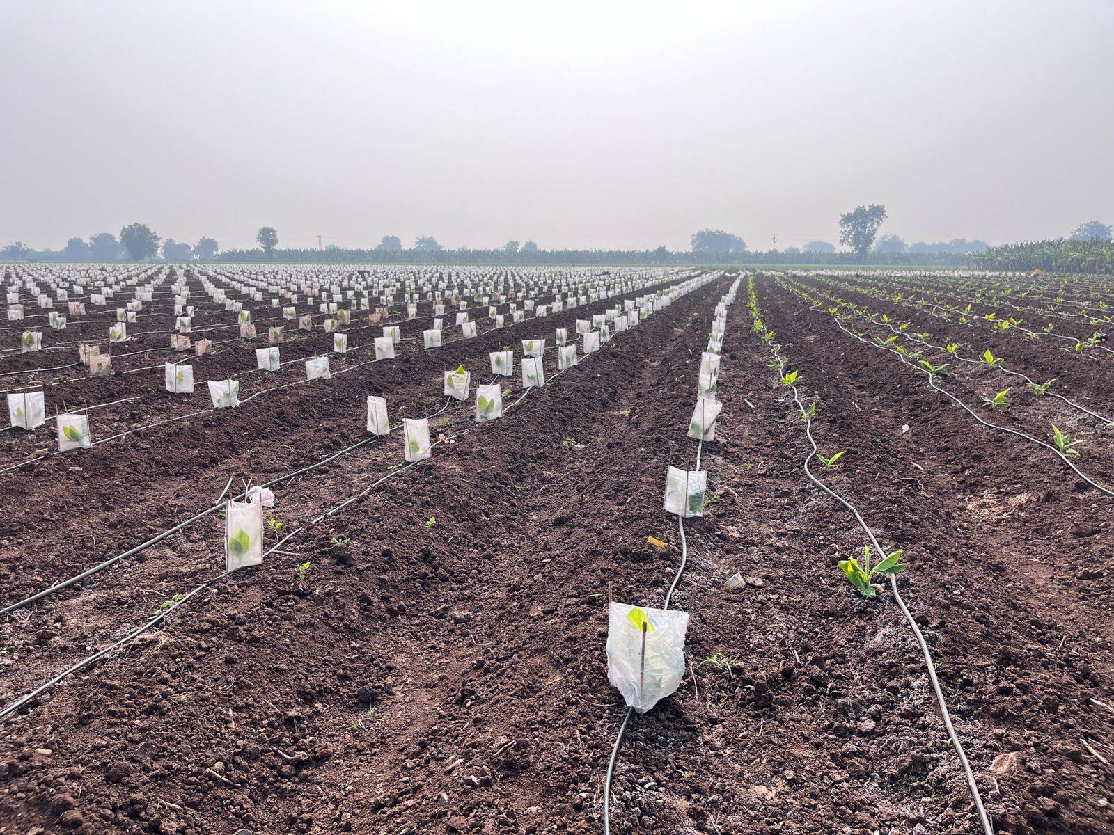 हिमाचल प्रदेश ने Kharif crops के लिए 970,000 मीट्रिक टन का लक्ष्य रखा, लेकिन बार‍िश न होने से बढ़ी चिंता