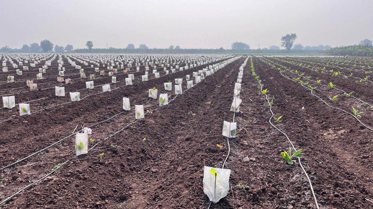 हिमाचल प्रदेश ने Kharif crops के लिए 970,000 मीट्रिक टन का लक्ष्य रखा, लेकिन बारिश न होने से बढ़ी चिंता