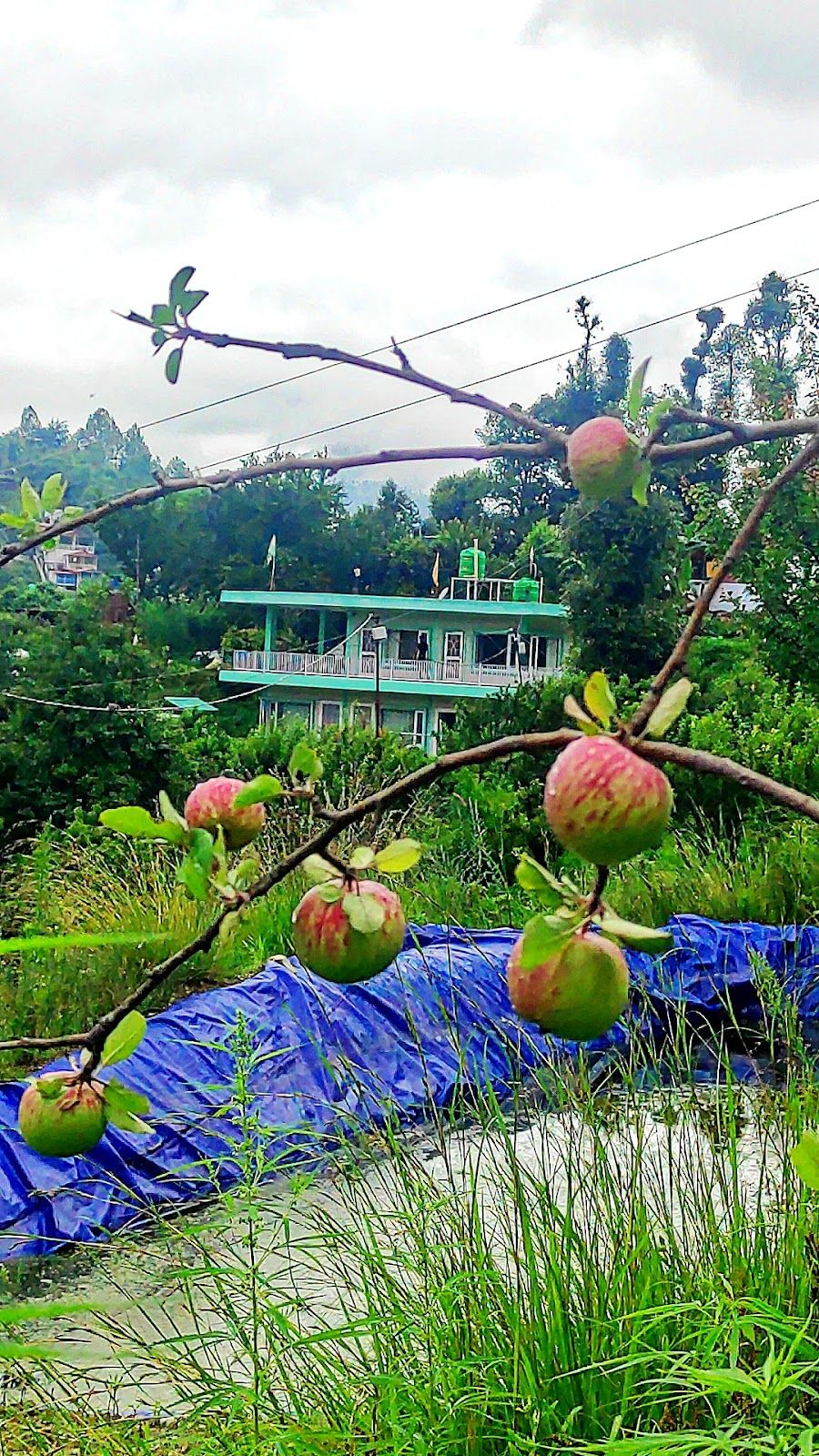 Mountain View Homestay w/ Meals Uttarakhand in Mukteshwar, Uttarakhand 1
