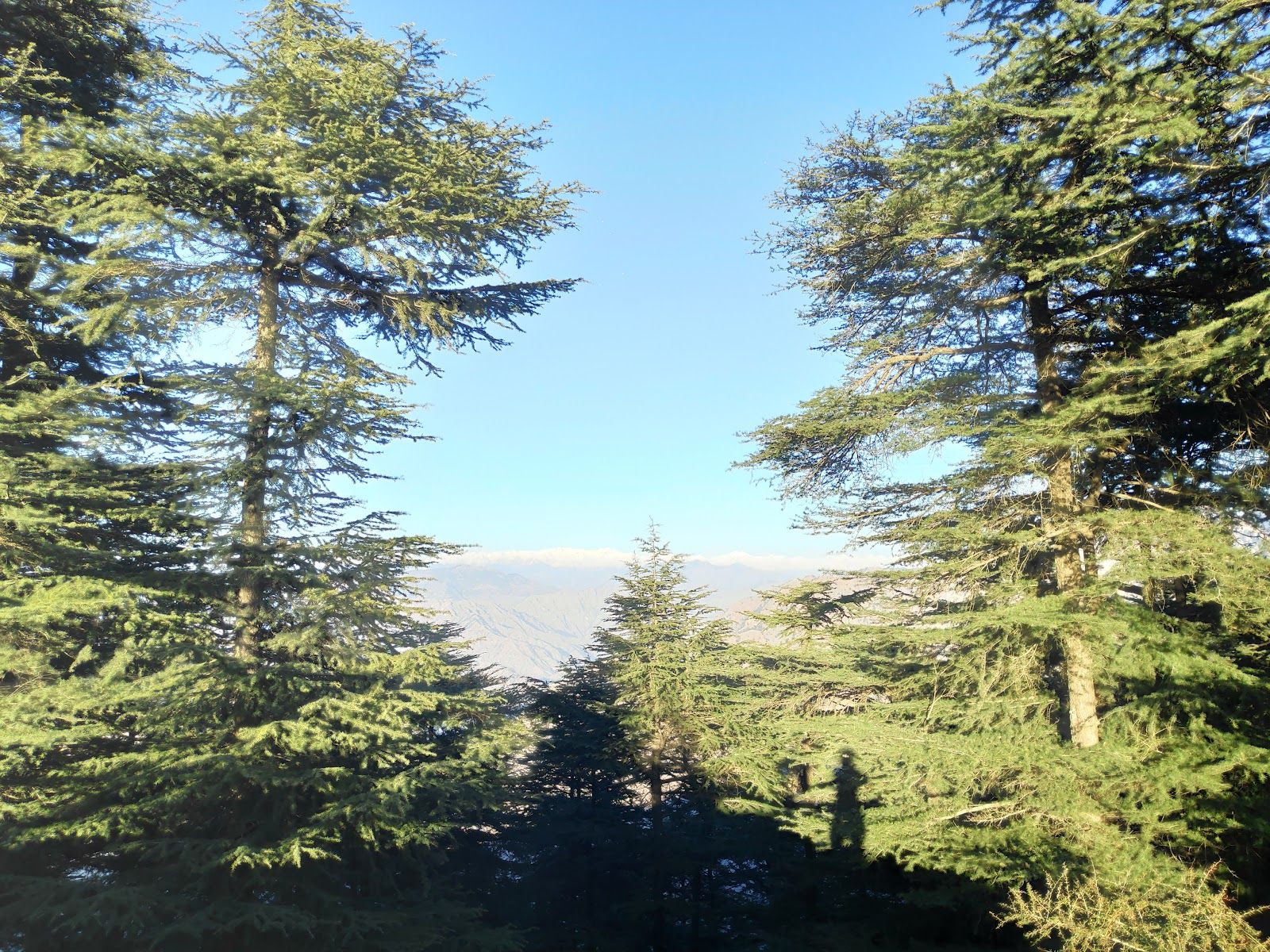 Hilltop Homestay w/ Home Meals & Treks, HP in Naldehra, HP 8