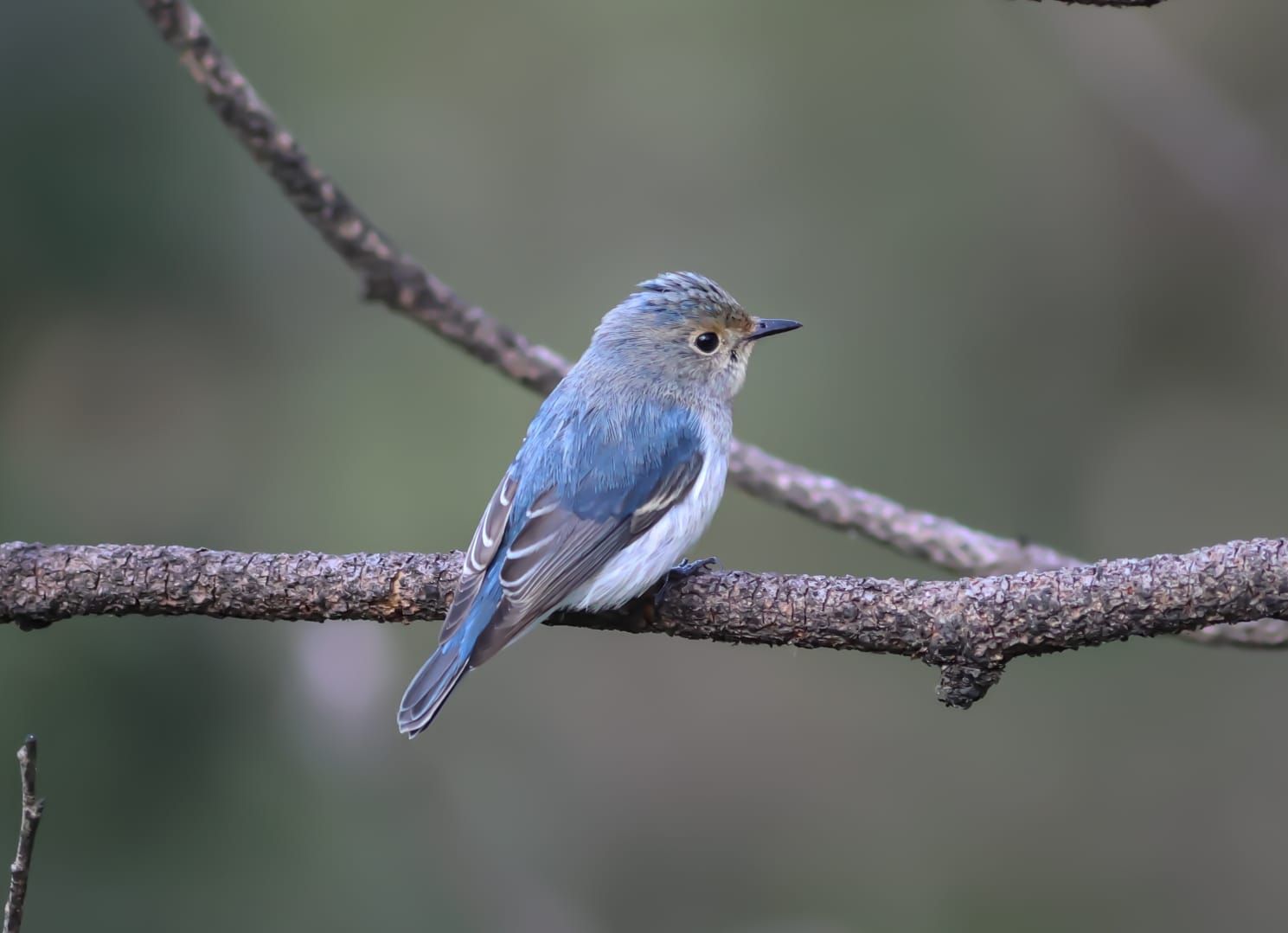 Himalayan Views Homestay w/ Wildlife Sanctuary in Binsar, Uttarakhand 8