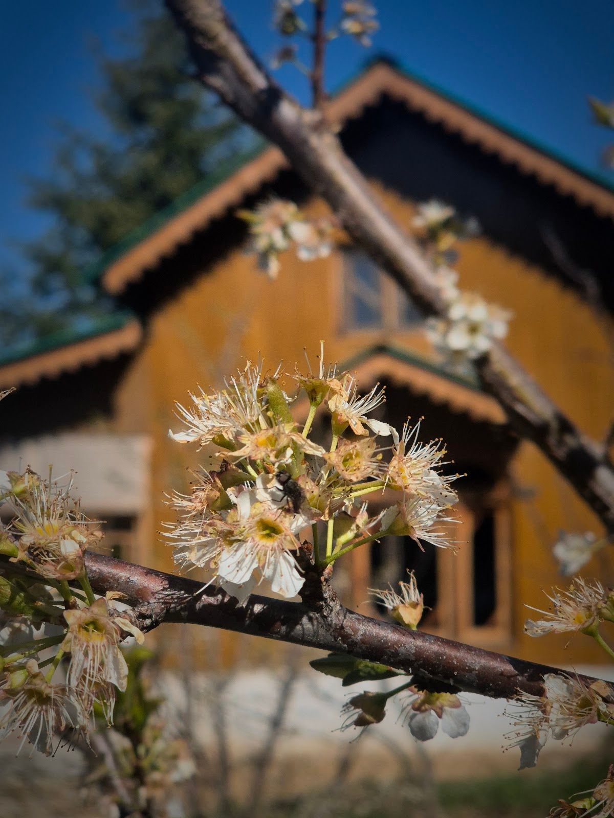 Yathra Lahari FarmStay