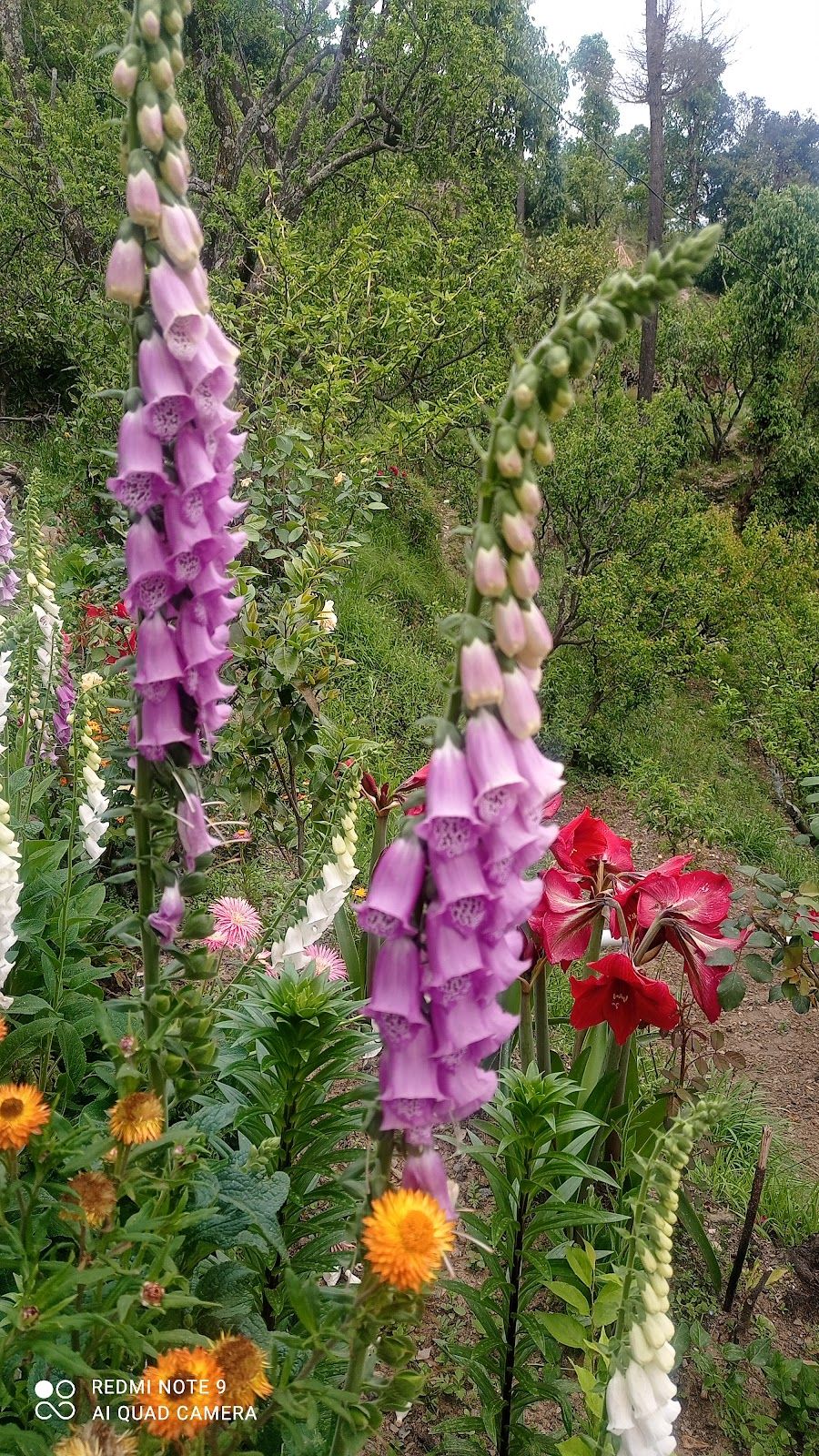 5BR Homestay w/ Home Meals & Views, Uttarakhand in Umagarh, Uttarakhand 8