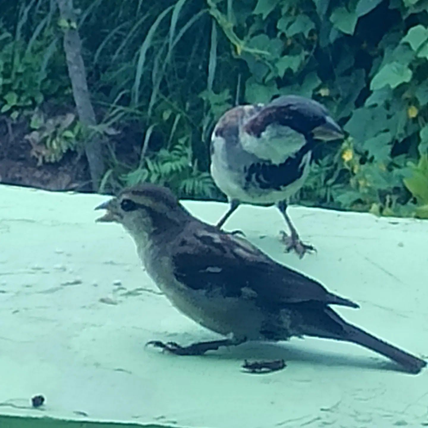 Himalayan View Homestay w/ Meals, Uttarakhand in Pilkha, Uttarakhand 8