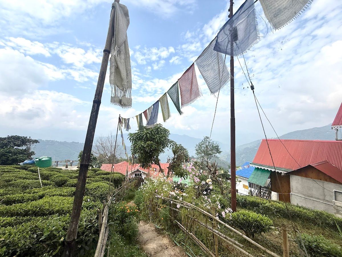See Kanchanjunga, tea estate w/ all meals included
