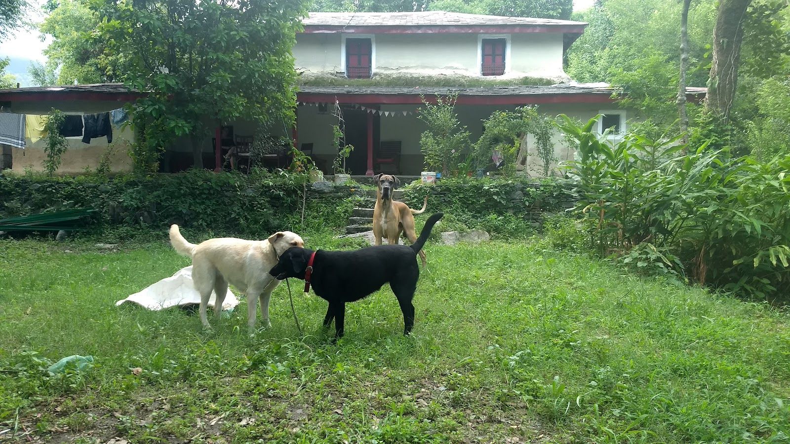 Riverside Homestay w/ Bonfires & Trails, HP - Dharamshala, HP photo 5