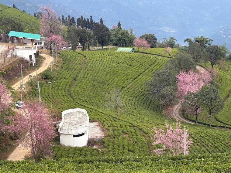 Farmstay w/ Fresh Food & Tea Garden Walk, Sikkim