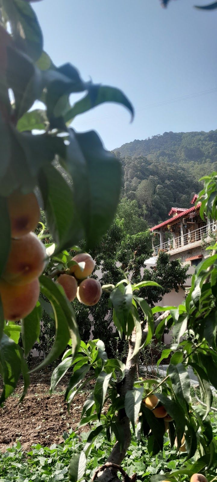 Orchard & Mountain View Homestay Uttarakhand in Ramgarh, Uttarakhand 8