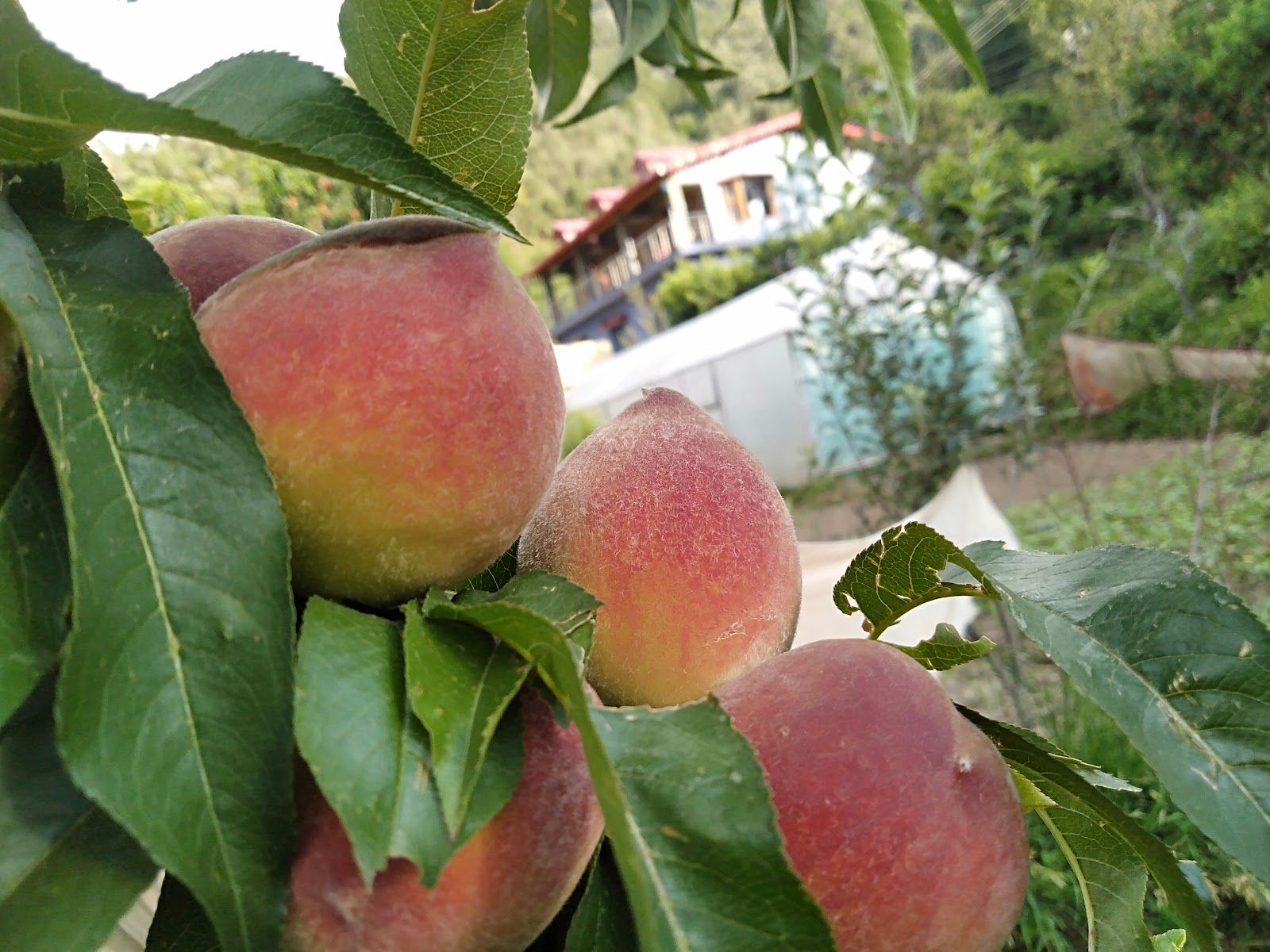 Orchard & Mountain View Homestay Uttarakhand - Ramgarh, Uttarakhand photo 5