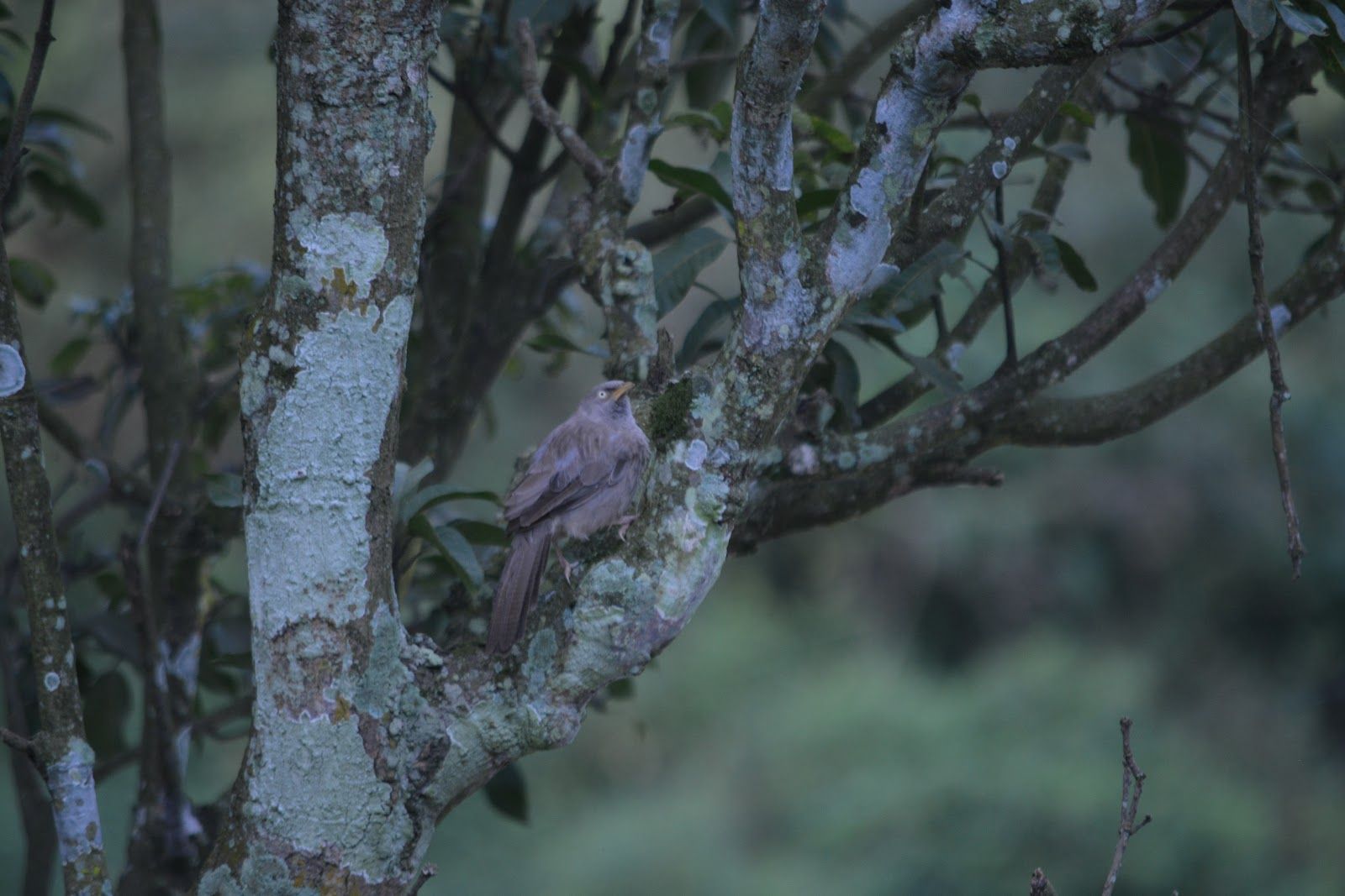 Riverside Resort w/ Activities & HP Uttarakhand in Lansdowne, Uttarakhand 8