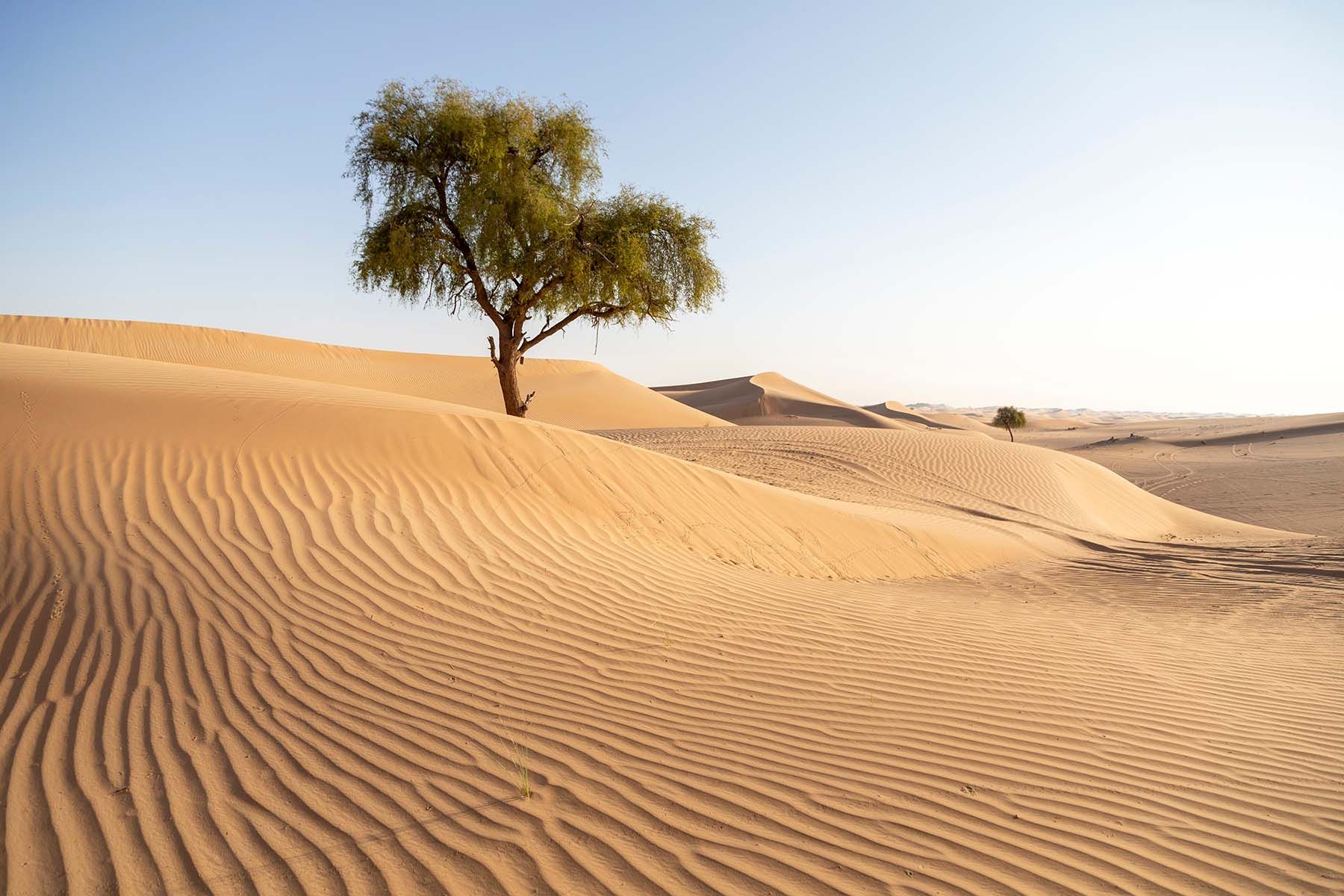 Tree in a desert