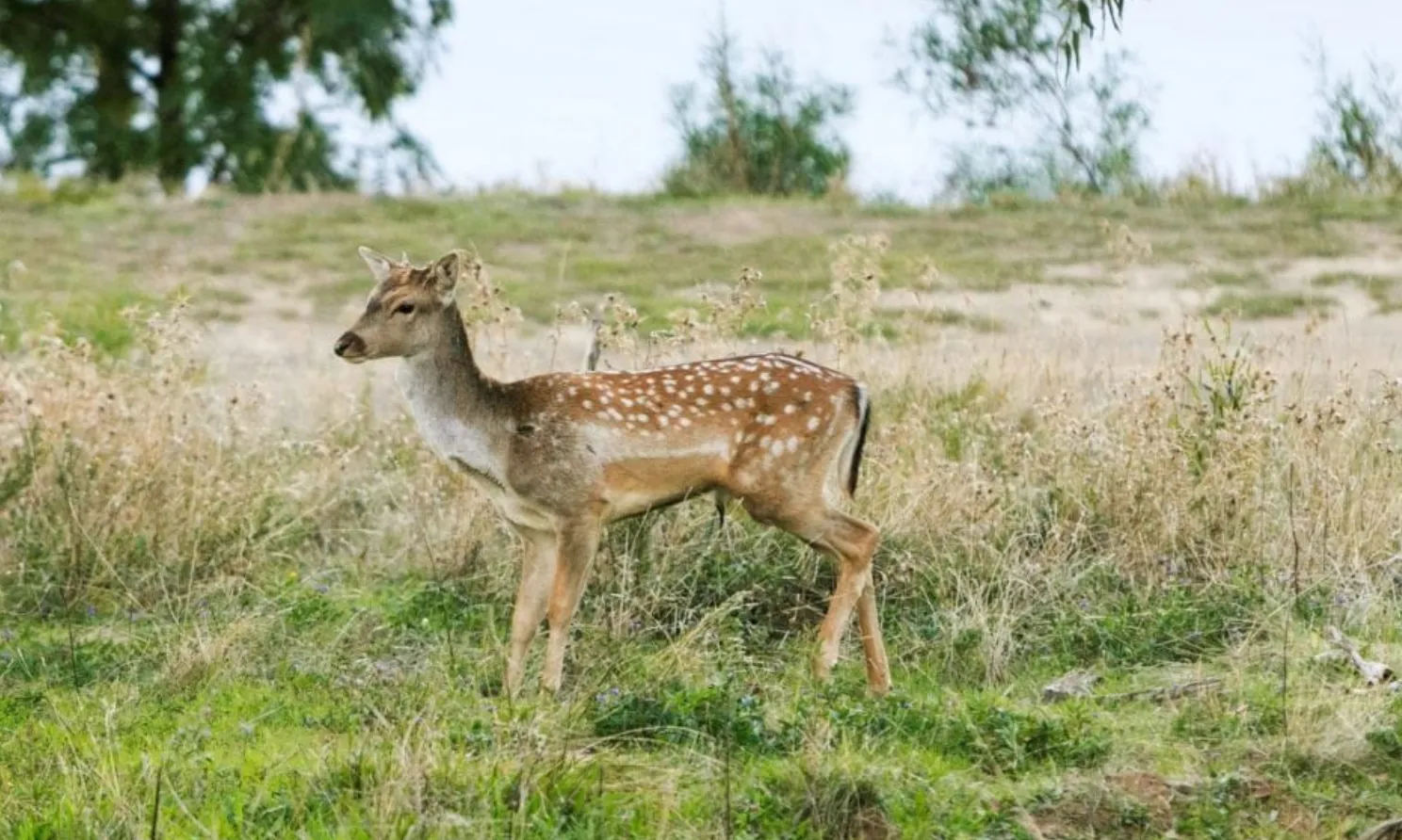 Reflections Holidays Mookerawa holiday anmd caravan park deer wild life 