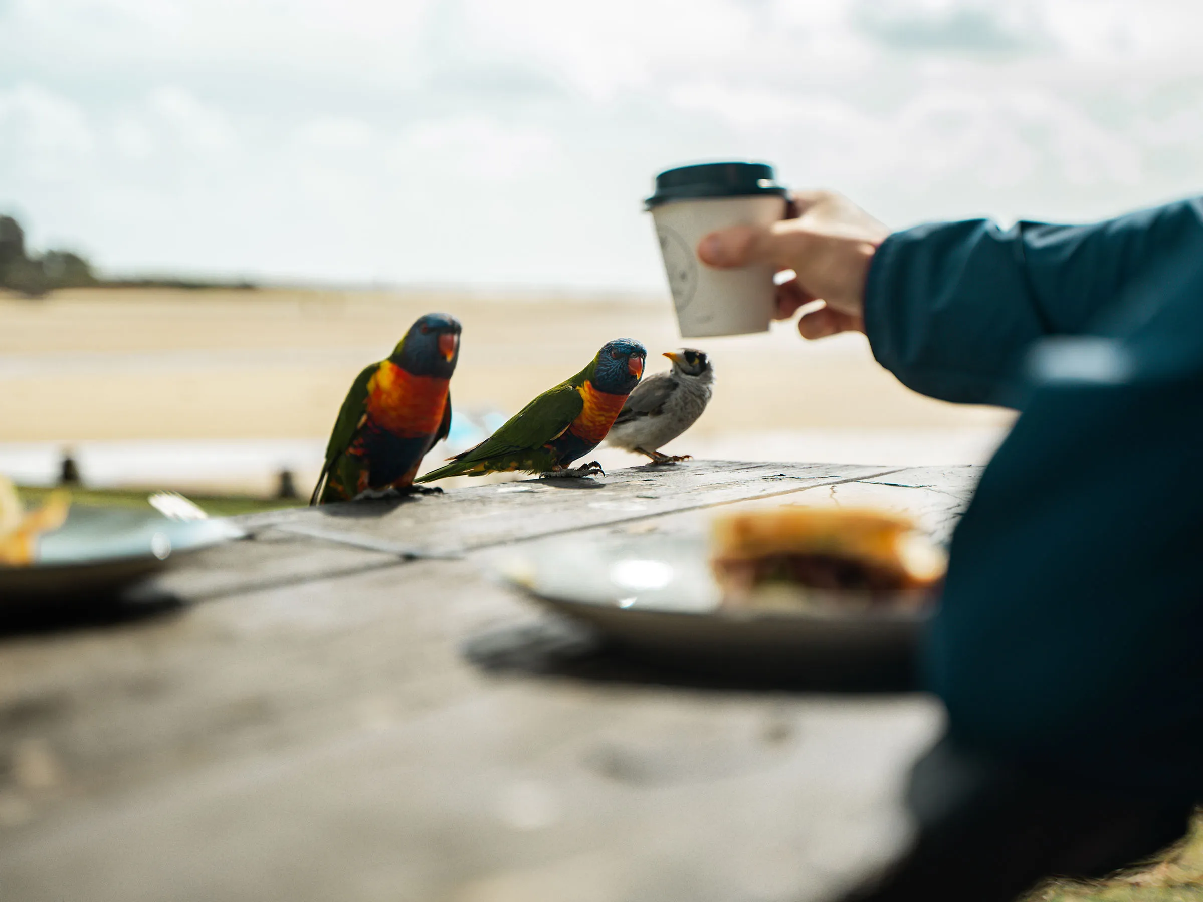 Reflections Moonee Beach holiday & caravan man holding coffee with rainbow lorikeets