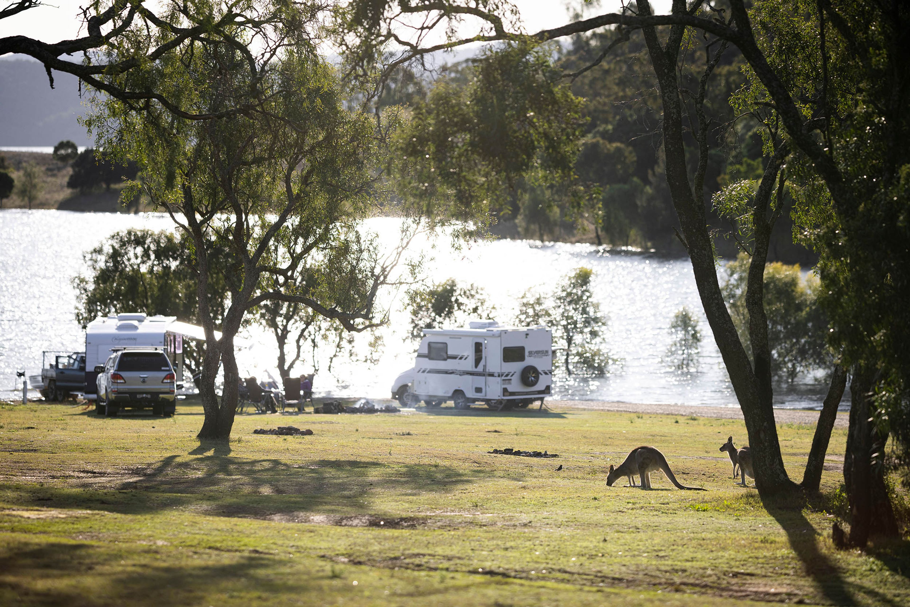 Lake Glenbawn unpowered campsite - kangaroos
