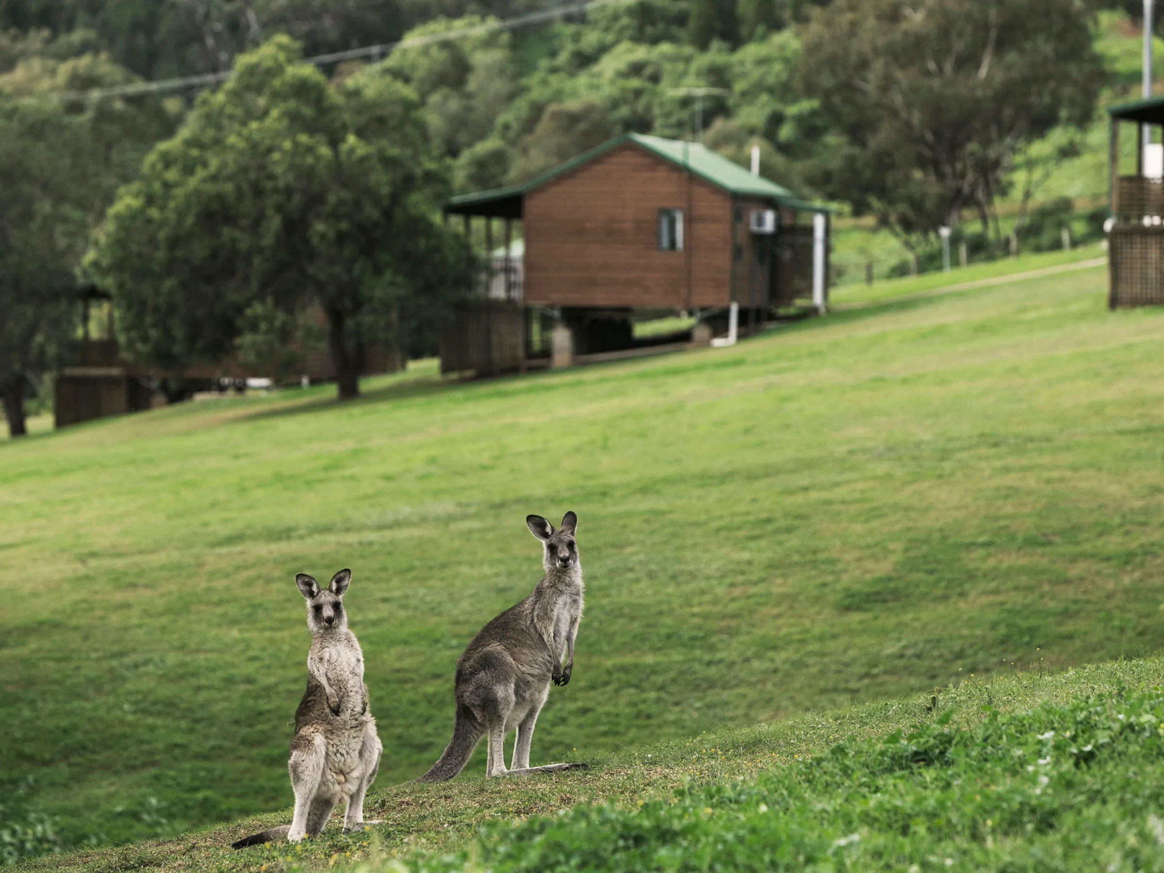 Reflections Holidays Lake Glenbawn caravan park kangaroo wildlife