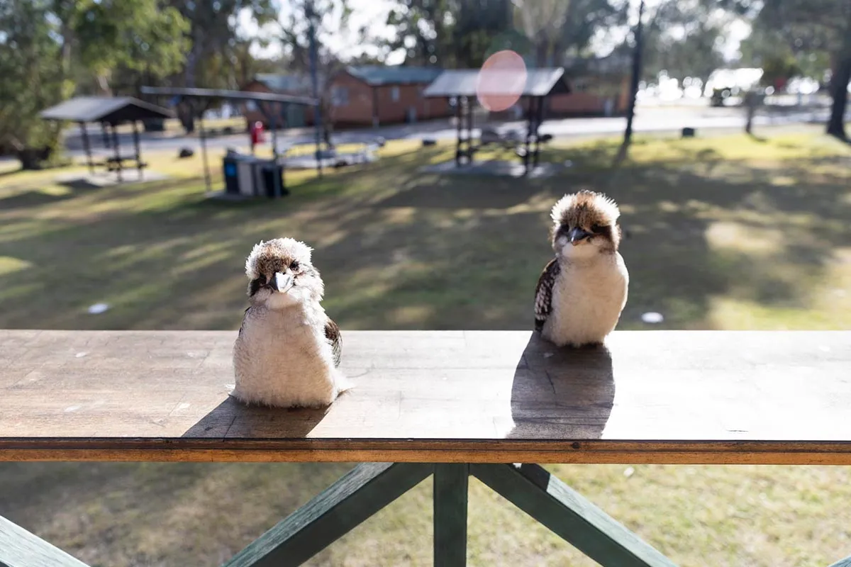 Birds at Copeton Waters - Kookaburras