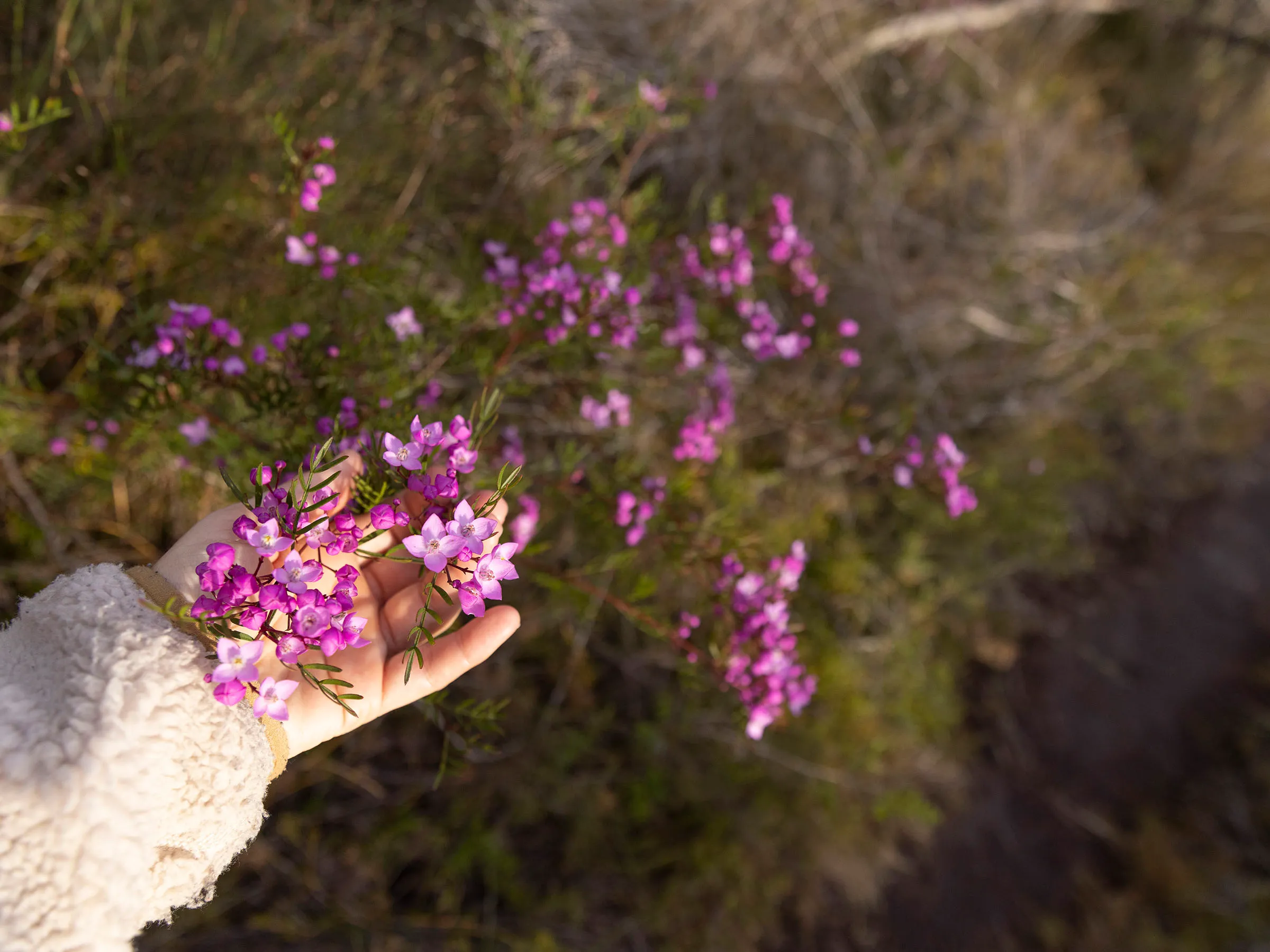 Reflections North-Haven holiday and caravan park the caledon pink wildflower