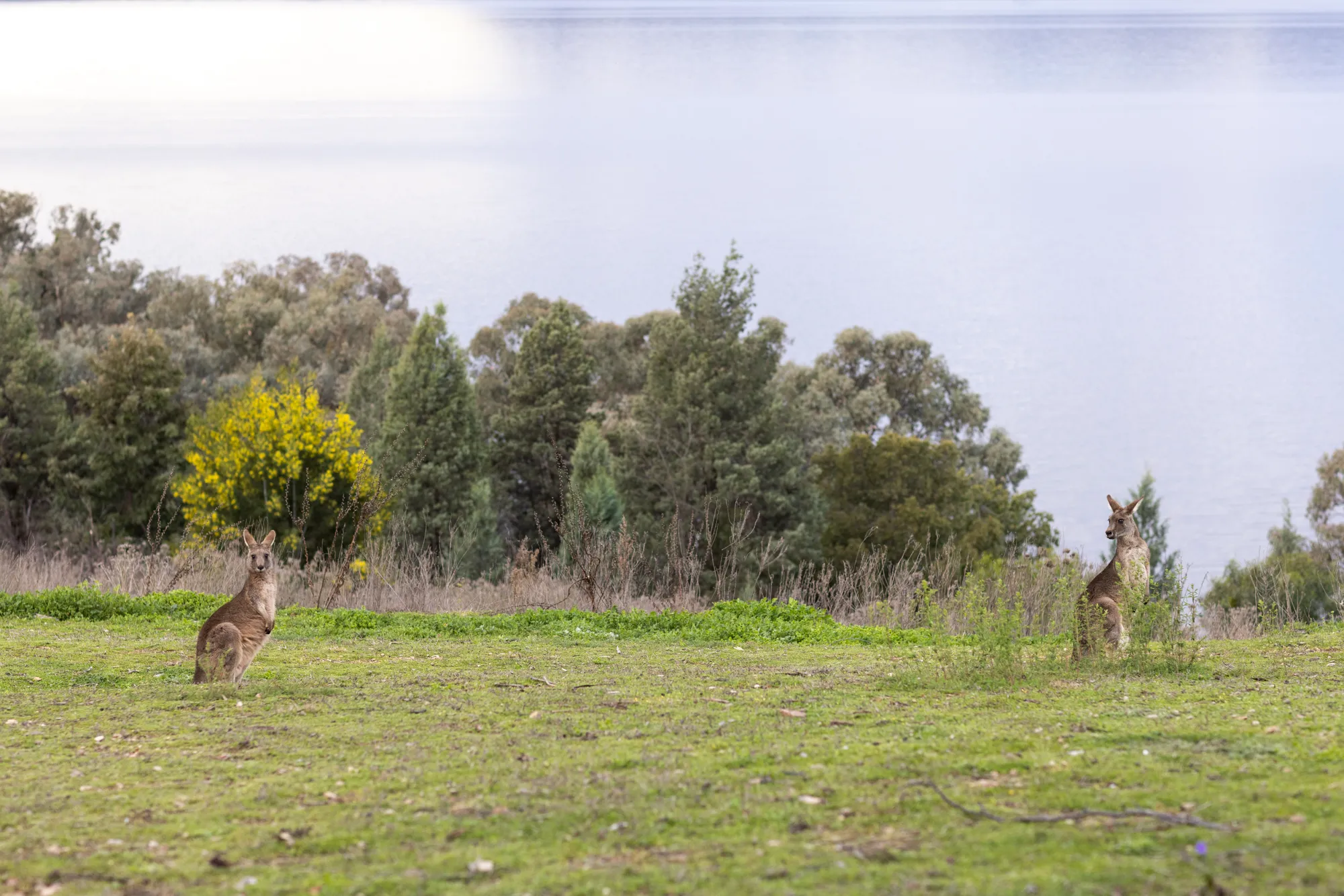 Lake Burrendong  wildlife