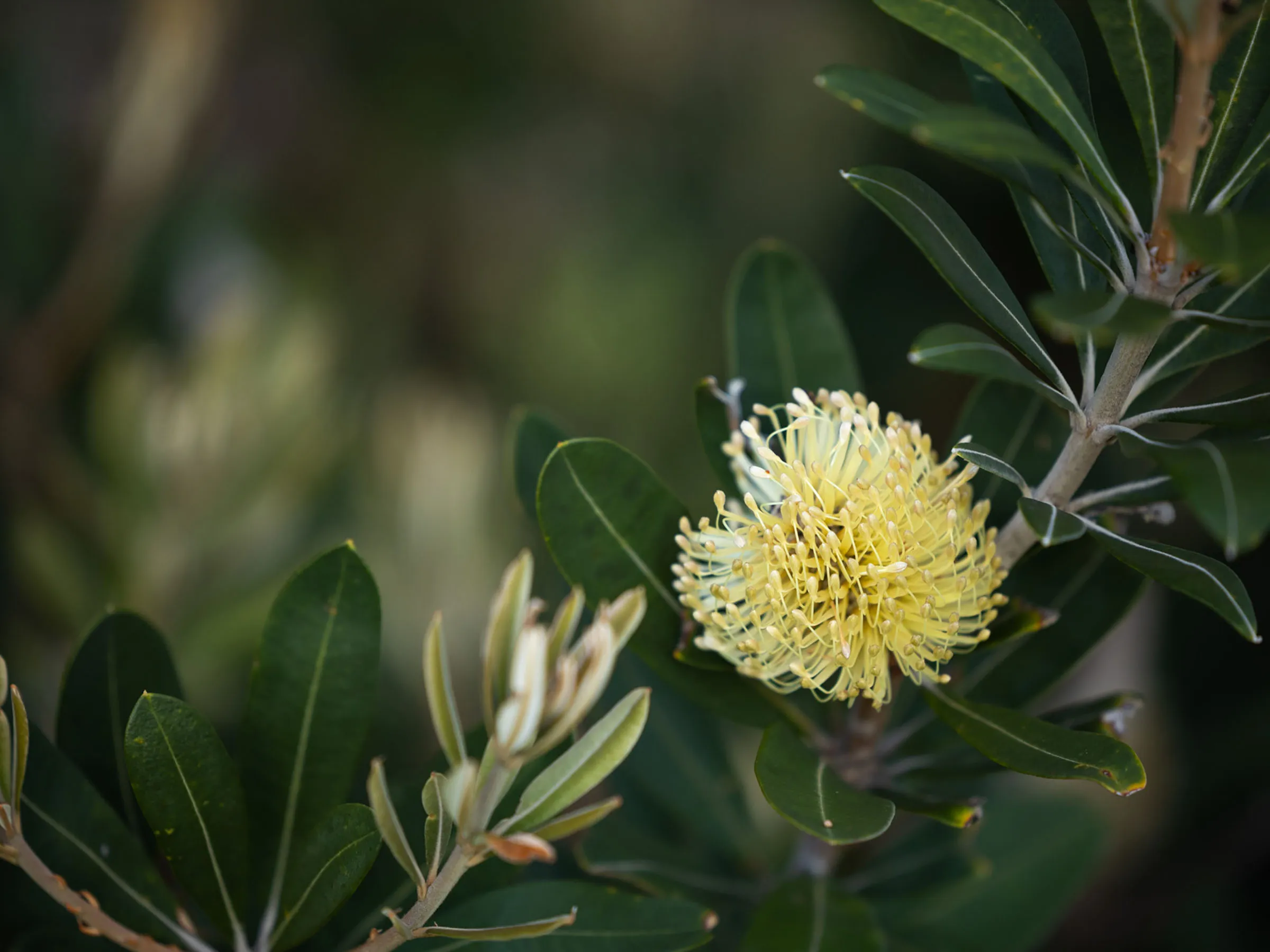 Reflections Holidays Corindi Beach holiday & caravan park Coastal banksia tree